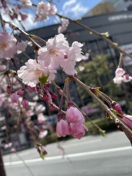 実咲🌸Mrs.Flower SPA🌸京都